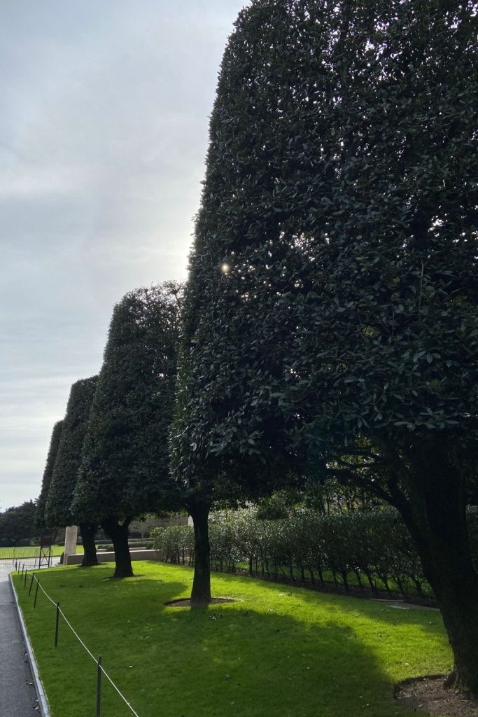 The trees at the American Cemetery are trimmed to mimic the shapes of a soldier's helmet. Very Cool!